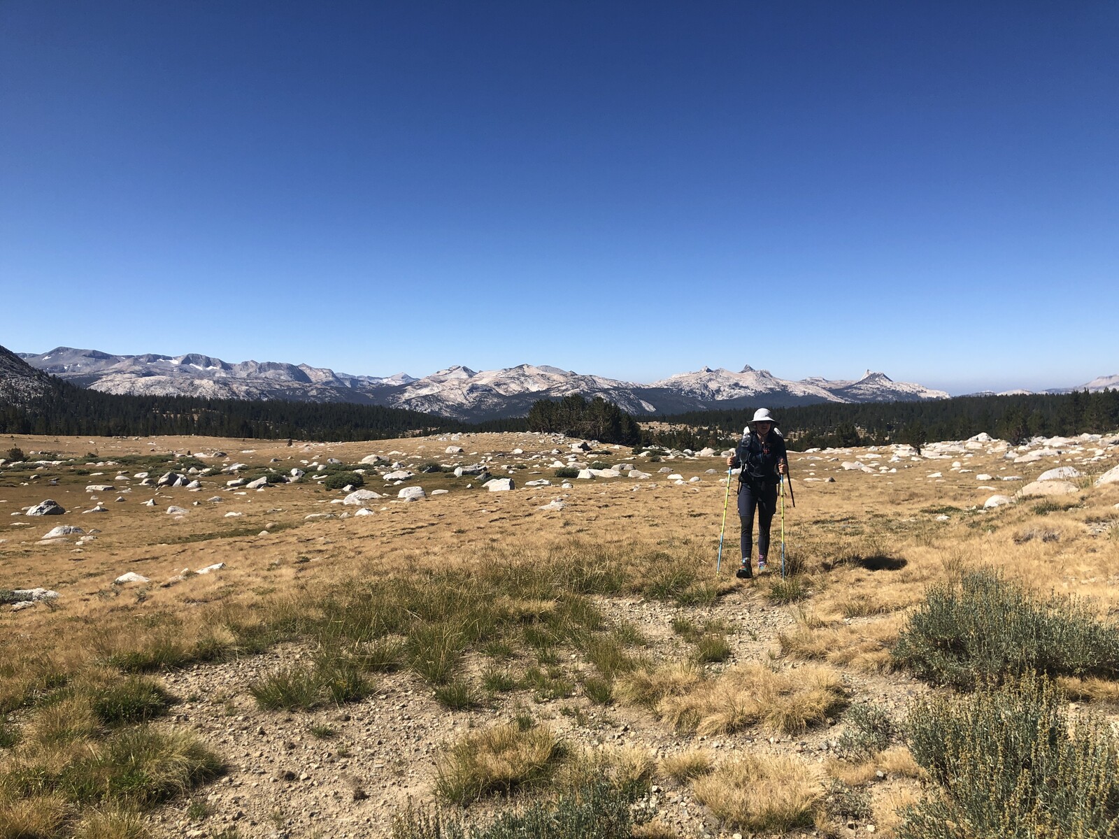 Expansive alpine meadow with whitebark pines and distant peaks